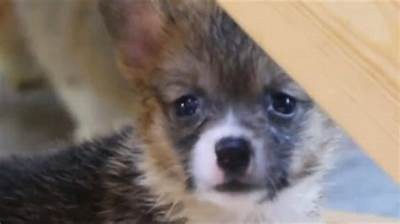 成人救狗视频大全免费下载