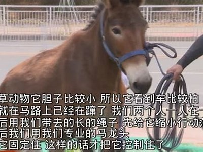 无限免费成人视频在线观看
